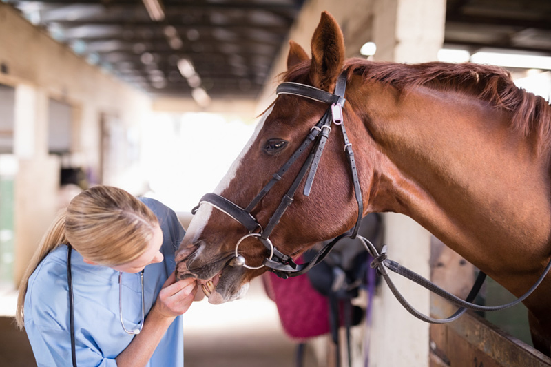 Farm Animal Care - Happy Paws Veterinary Center, Tarzana Veterinarian